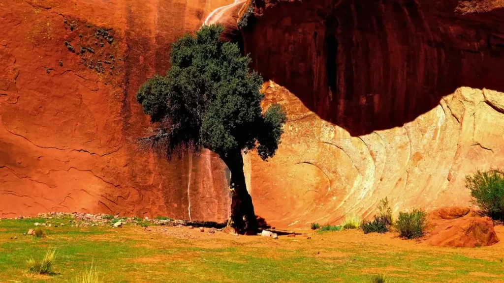 Pequeño oasis con agua natural rodeado de formaciones de arenisca rojiza en Inca Cueva, Puna de Jujuy.
