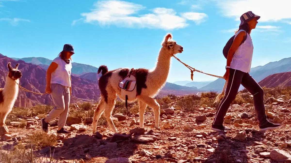 Turistas realizando trekking con llamas cargueras por los senderos de montaña en Tilcara, Jujuy.